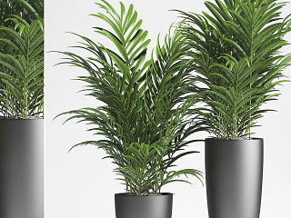 现代植物盆栽盆景