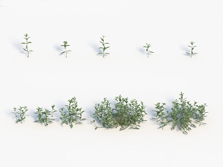现代植物