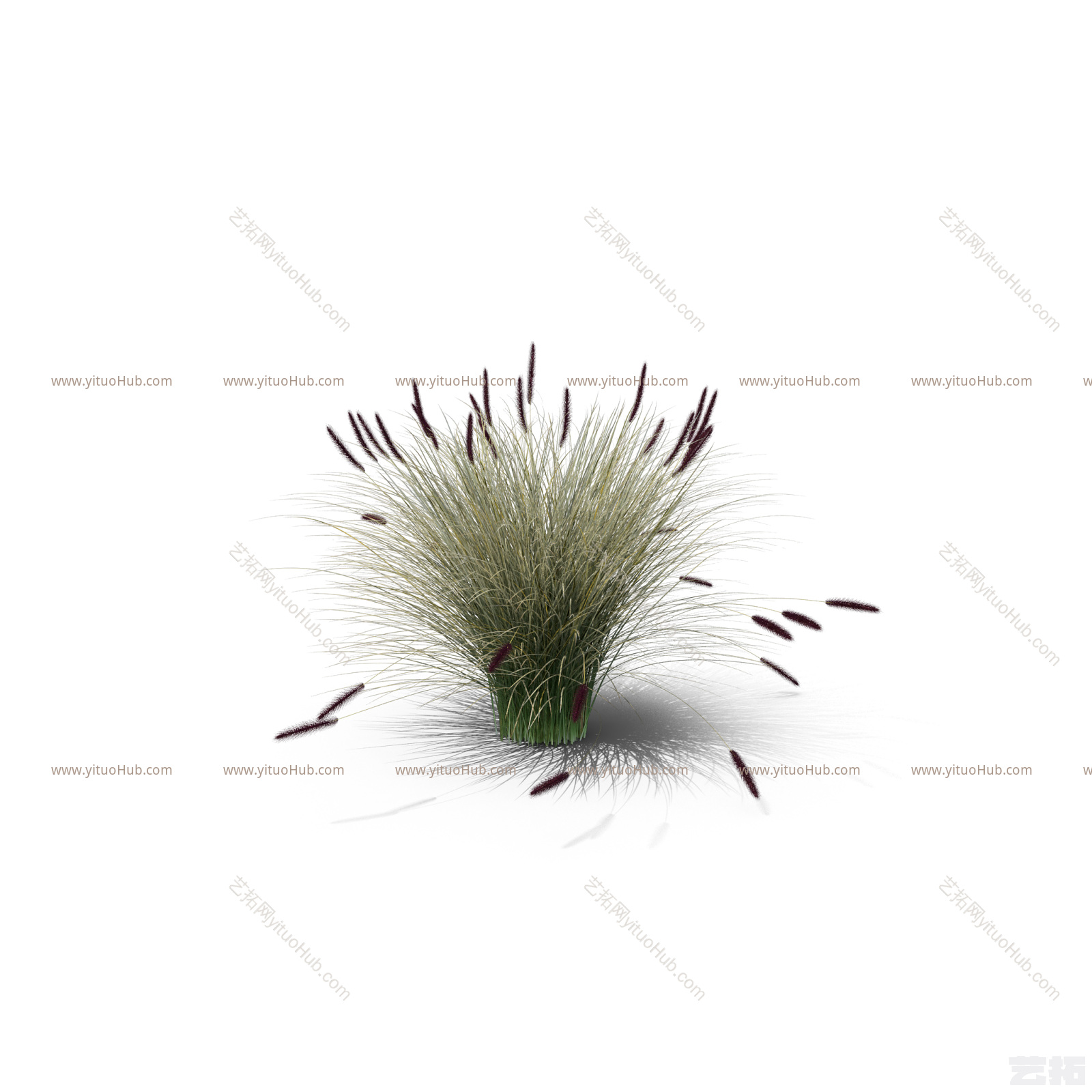 小簇小草草丛
