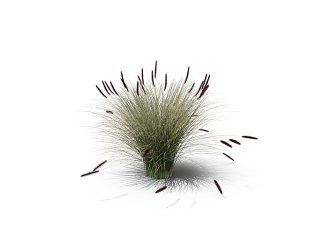 小簇小草草丛