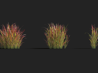 现代花草