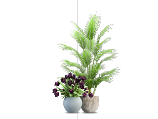 盆栽植物