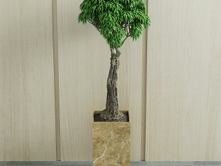 现代绿植 盆栽 植物