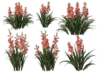 PSD免扣水生植物素材-唐菖蒲