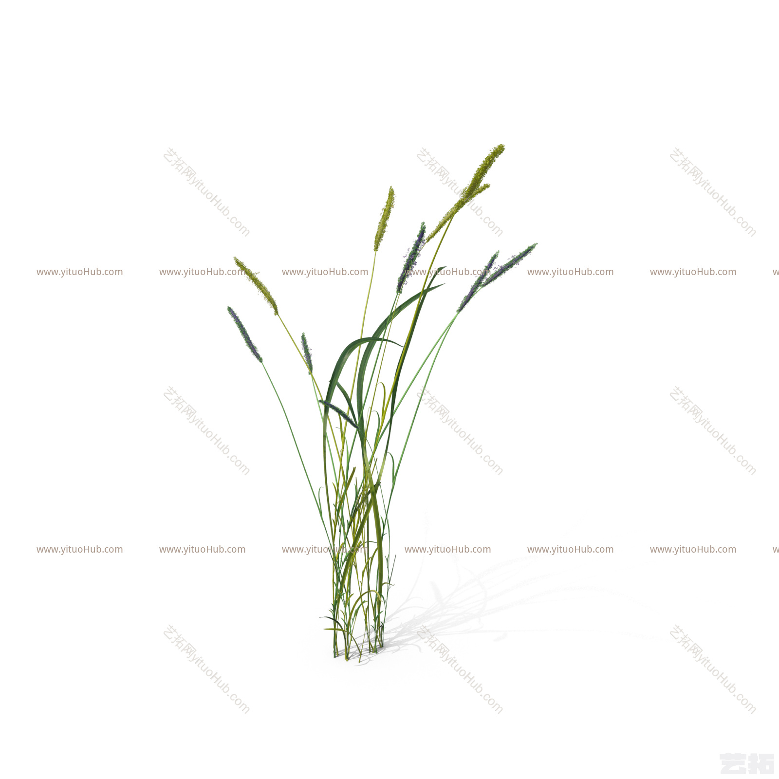 小簇小草草丛-AlopecurusGeniculatus