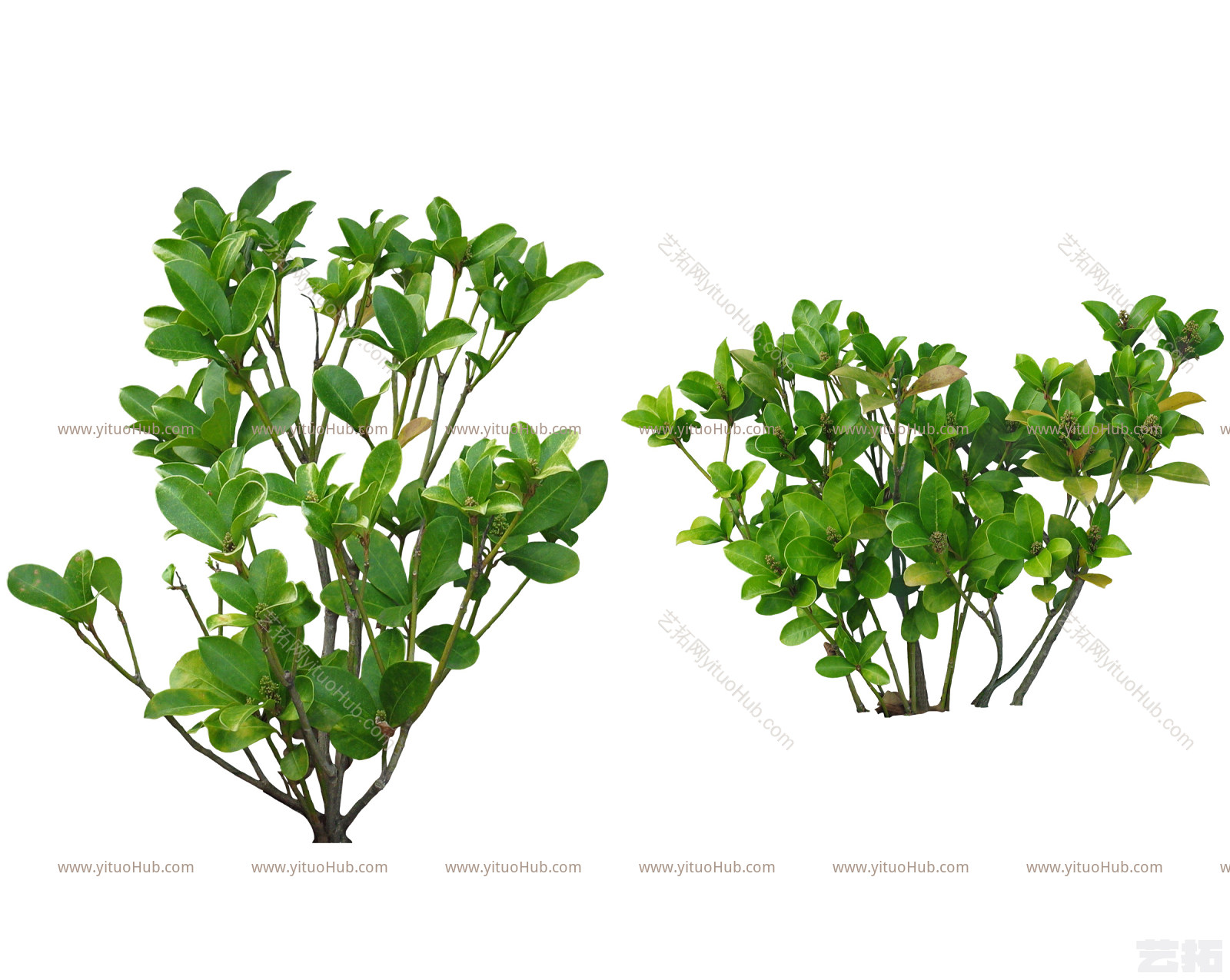 植物免扣素材-鲁贝拉