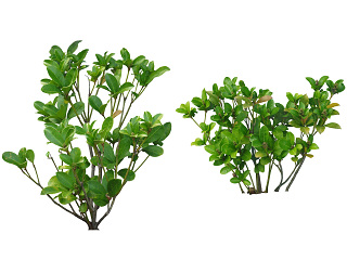 植物免扣素材-鲁贝拉