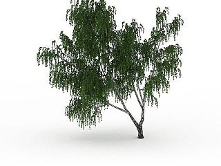 现代杨树模型