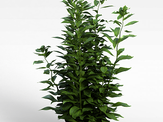 现代办公室绿植模型