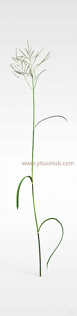 现代野草模型