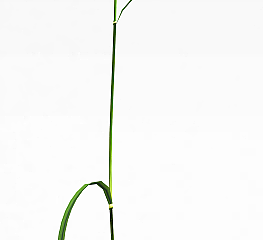 现代野草模型