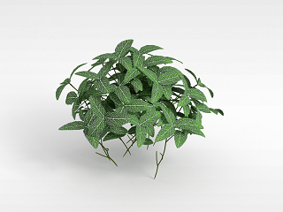 现代观叶植物模型