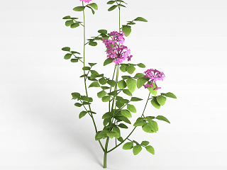 现代紫色花朵模型