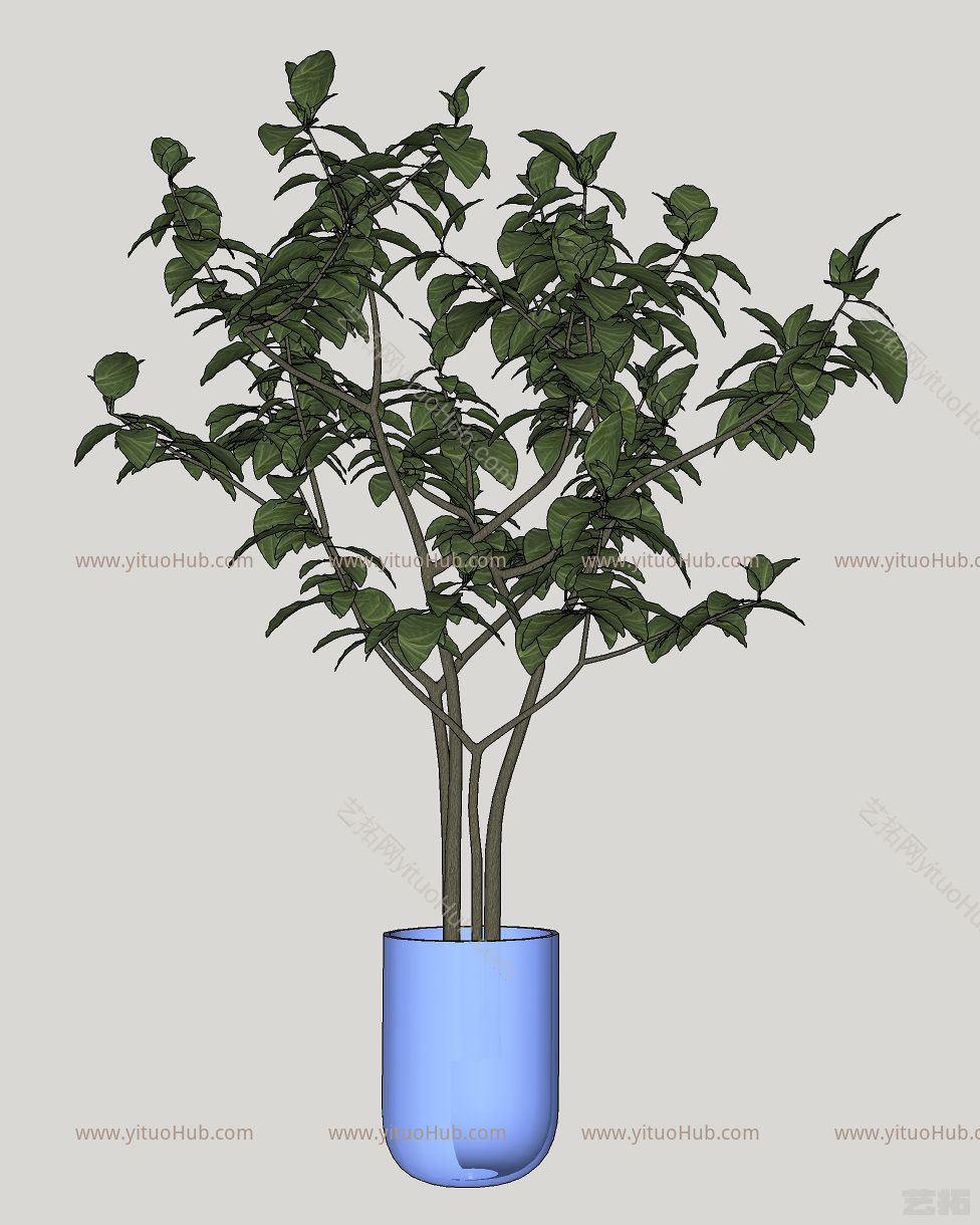 现代室内绿植盆栽