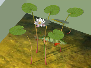 荷花睡莲