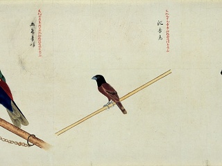 7.挂画8.动物花鸟 (53) 看图王花鸟 (53) 看图王