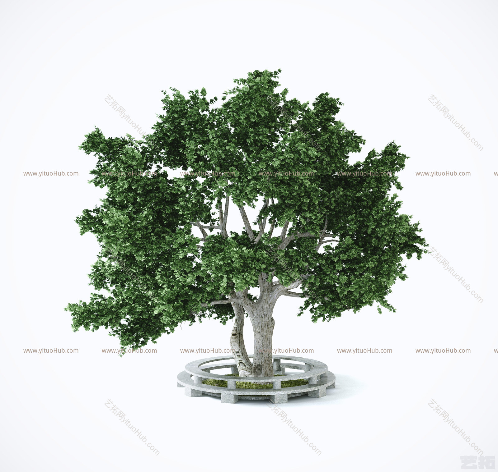 现代榕树植物绿植 大树 园艺景观树木