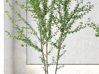 现代盆栽 盆景 植物组合