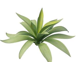 室内绿植模型