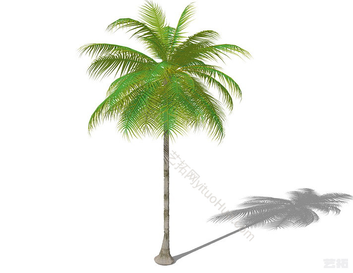 3D棕榈科植物