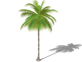 3D棕榈科植物