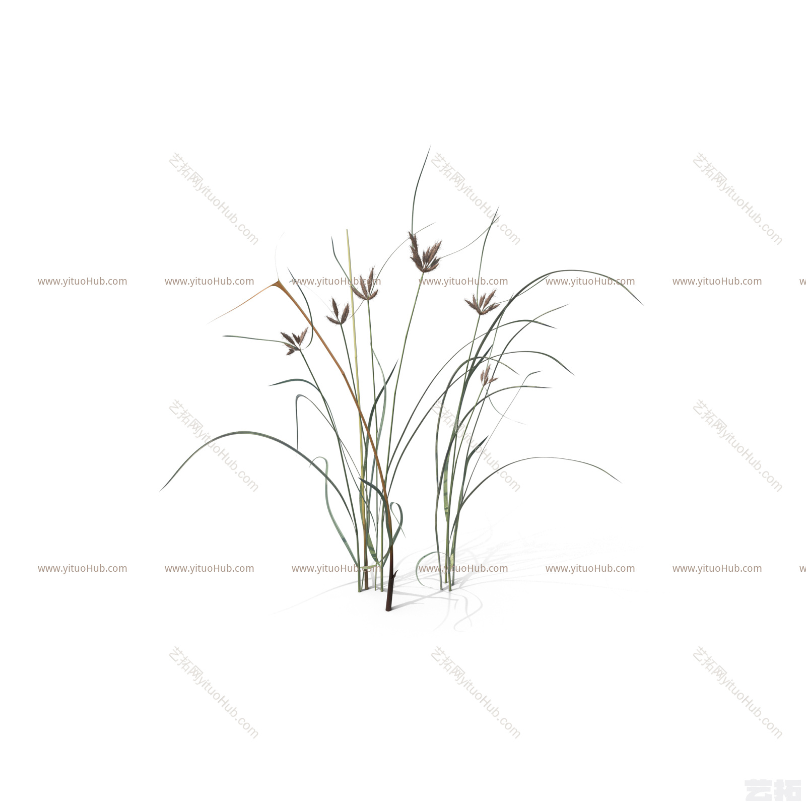 小簇小草草丛