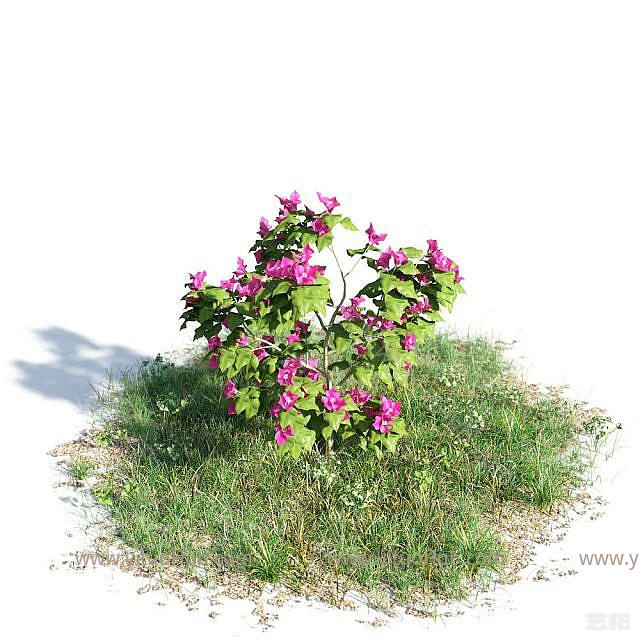 现代开花灌木模型