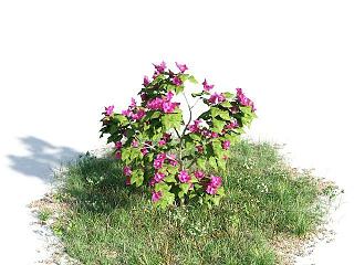现代开花灌木模型