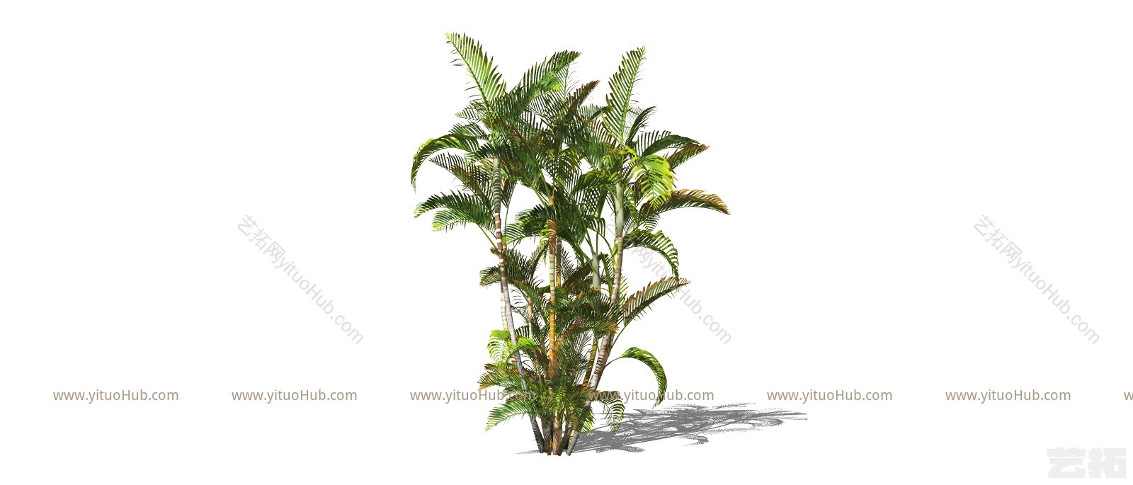 现代景观植物散尾葵