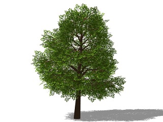 3D植物树