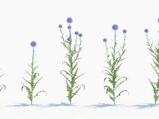 现代植物