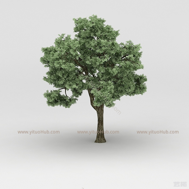 现代香樟树植物大树模型