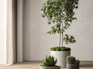 现代绿植盆栽