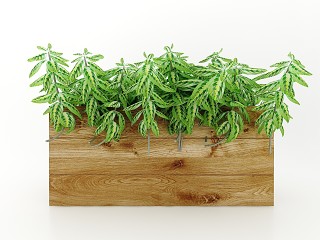 现代风格植物模型