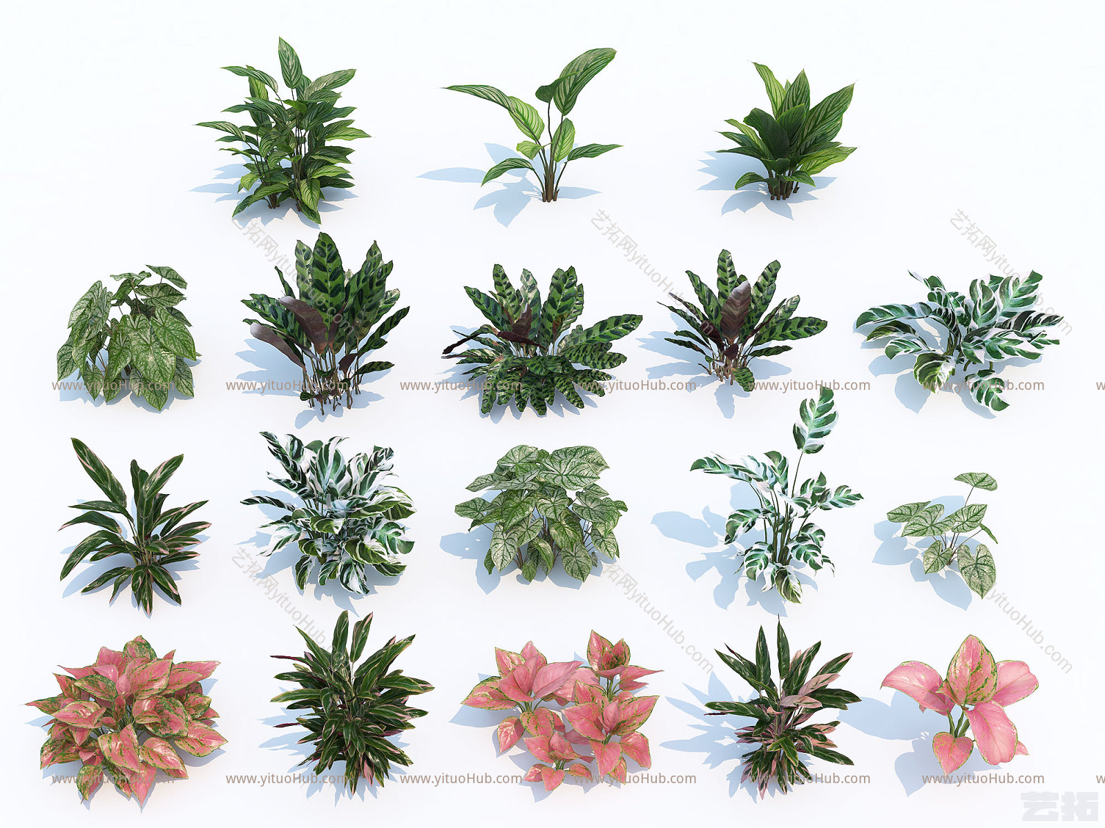 现代花草花卉 景观 绿植