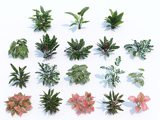 现代花草花卉 景观 绿植