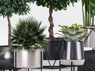 现代植物组合