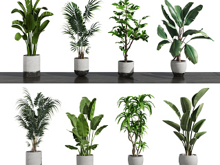 现代植物盆栽