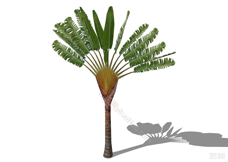 3D棕榈科植物
