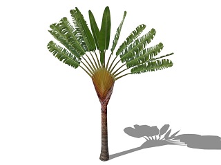 3D棕榈科植物