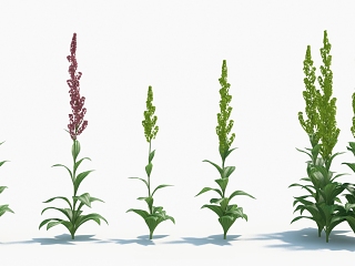 现代植物
