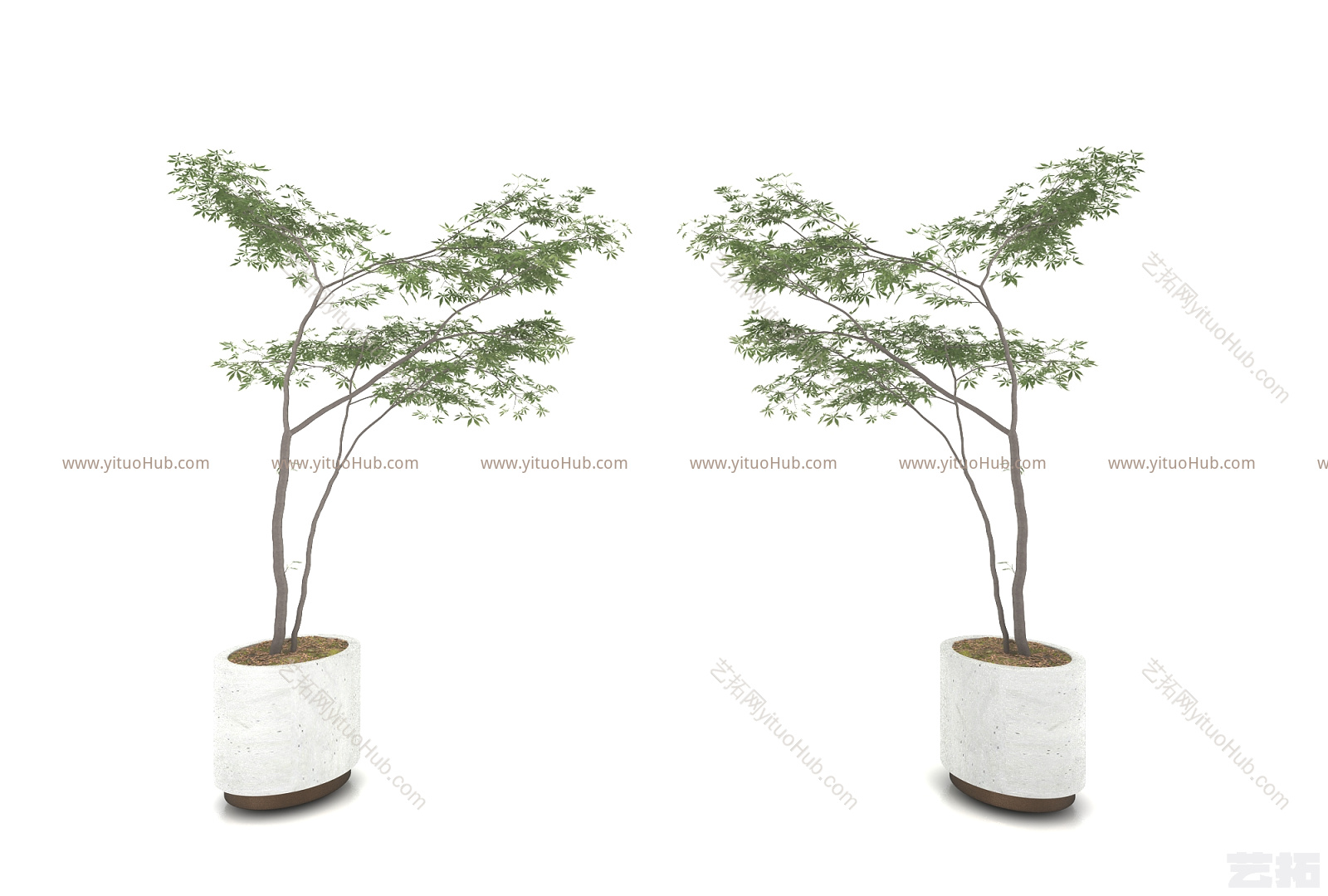 现代风格植物