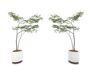现代风格植物