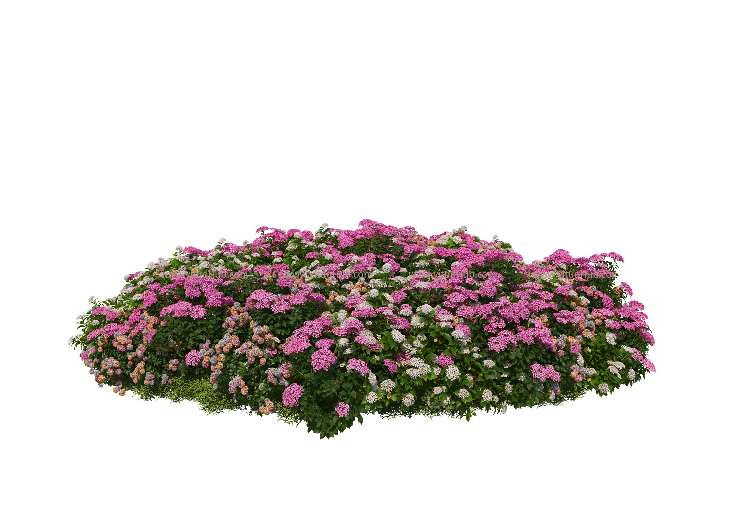 花坛花镜植物配置