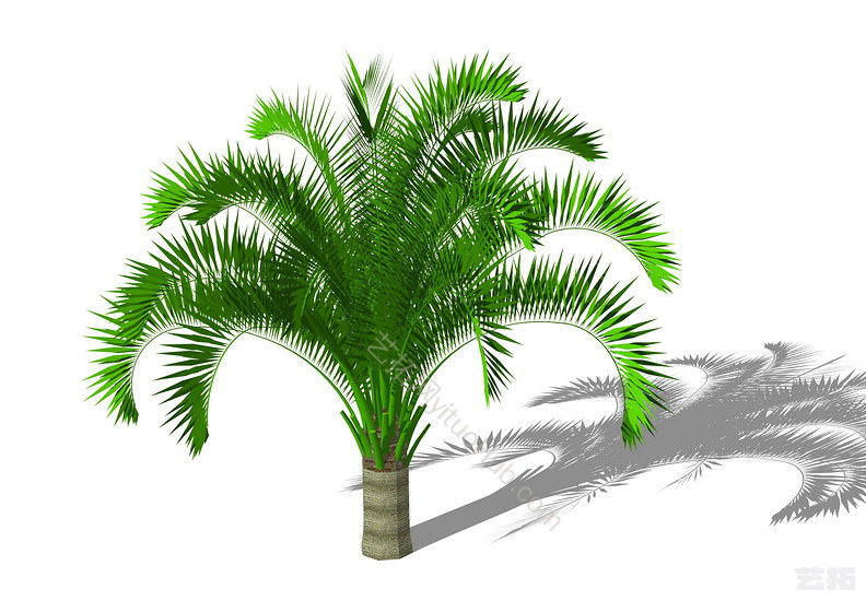 3D棕榈科植物