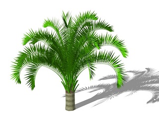 3D棕榈科植物