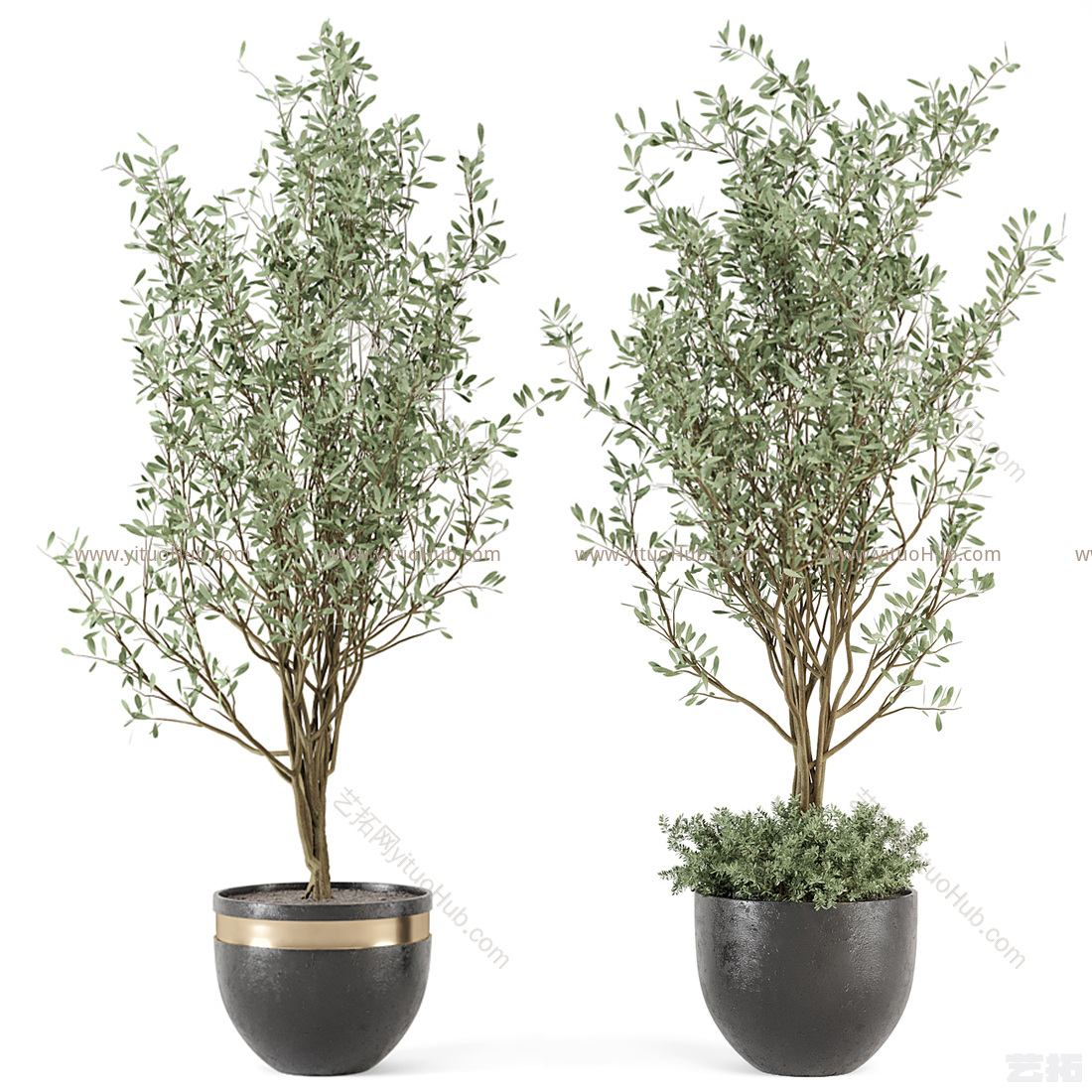 现代植物盆栽