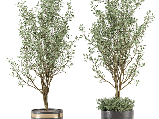现代植物盆栽