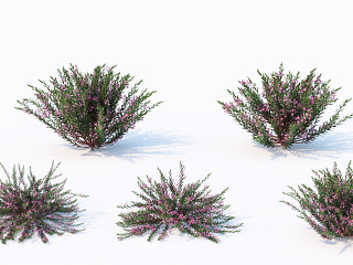 花草花卉 植物 花草