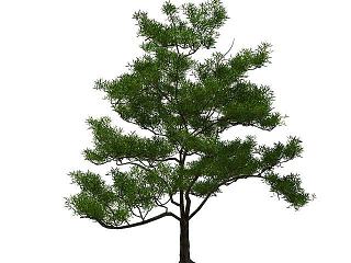 现代柏树模型